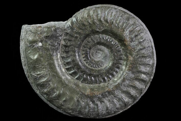 Jurassic Ammonite (Hildoceras) - England #81304